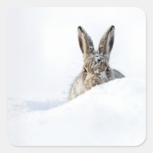 Kaninchen schaut über eine Schneeverwehung Quadratischer Aufkleber