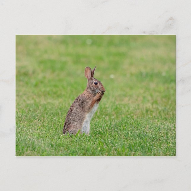 Kaninchen stehend im Gras und schüchtern aussehen Postkarte (Vorderseite)