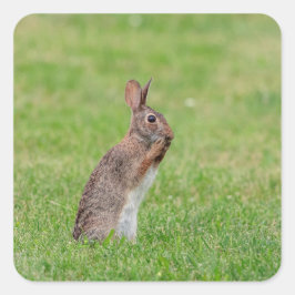 Kaninchen stehend im Gras und schüchtern aussehen Quadratischer Aufkleber