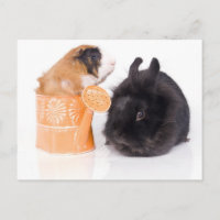 Kaninchen und Guinea