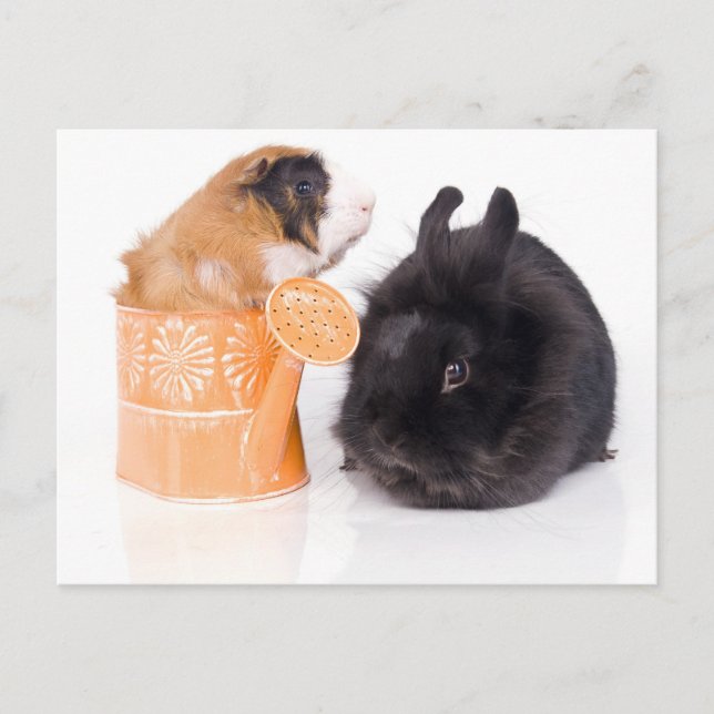 Kaninchen und Guinea Postkarte (Vorderseite)