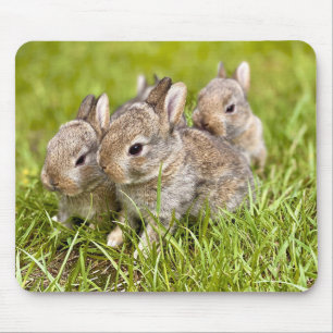 Kaninchenfamilie Mousepad
