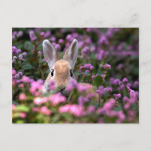 Kaninchenfarm Postkarte