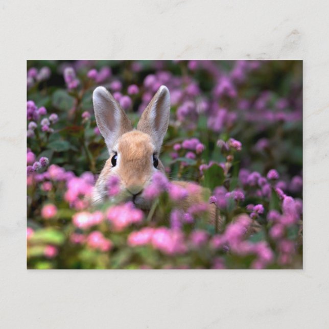Kaninchenfarm Postkarte (Vorderseite)