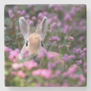 Kaninchenfarm Steinuntersetzer