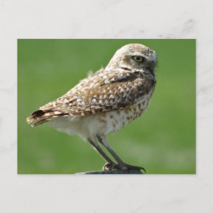 Kaninchenkauz Postkarte
