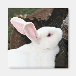 Kaninchenmagnet Magnet