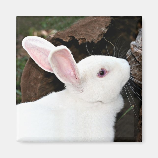 Kaninchenmagnet Magnet (Vorne)