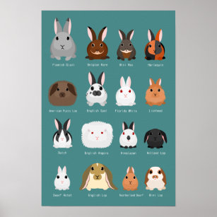 Kaninchenrassen Poster