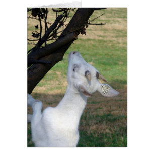 Kann ich diesen Baum klettern?