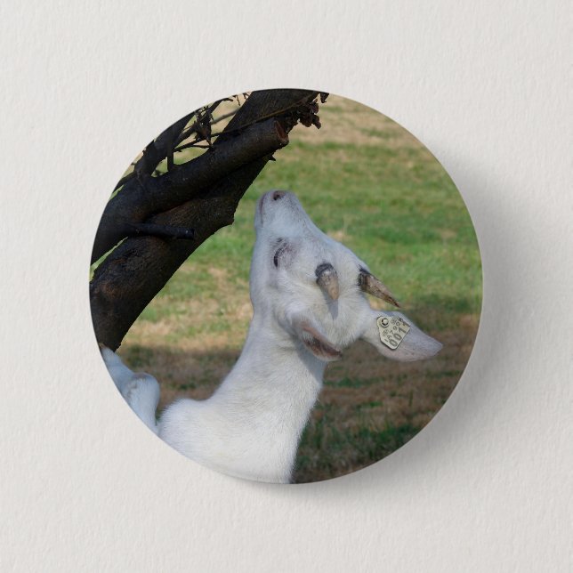 Kann ich diesen Baum klettern? Button (Vorderseite)