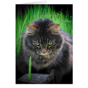 Kann nicht wegschauen