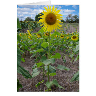 Kansas-Blumen