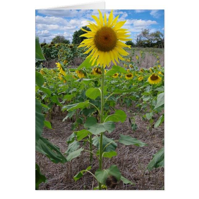 Kansas-Blumen (Vorne)