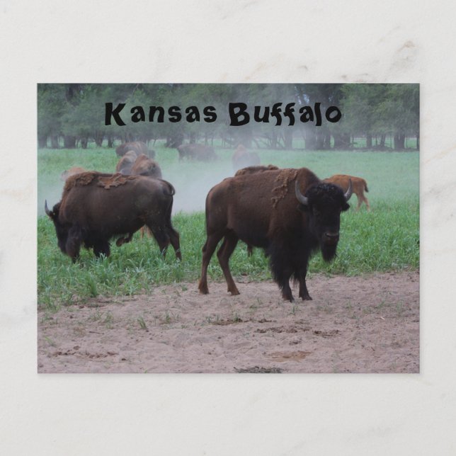 Kansas Buffalo POST CARD Postkarte (Vorderseite)
