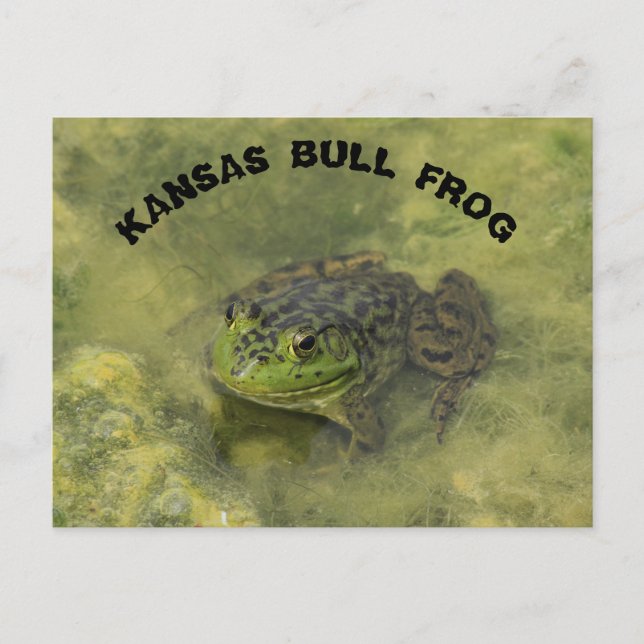 Kansas Bull Frog schuss POST-KARTE Postkarte (Vorderseite)