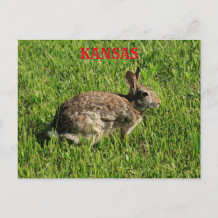 Kansas Bunny Rabbit schließen Postkarte. Postkarte