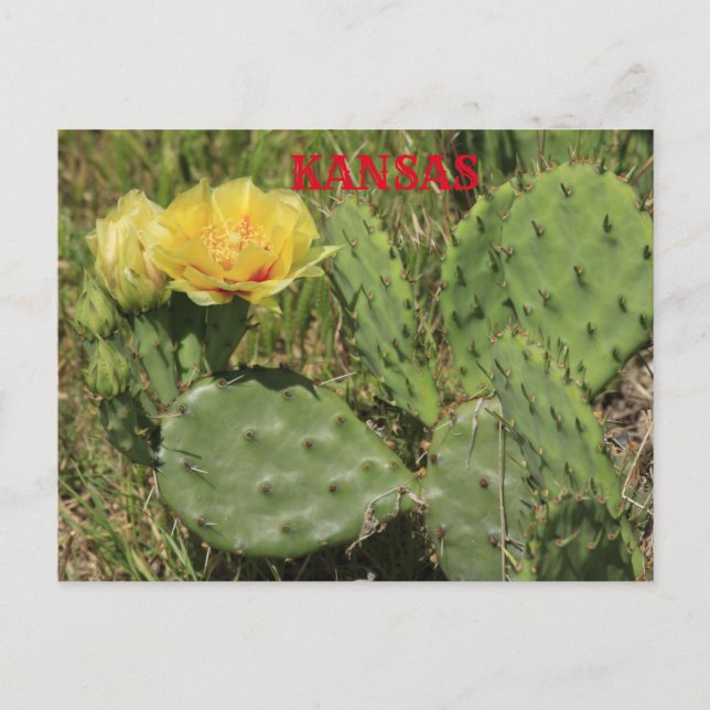 Kansas Cactus blühende Postkarte (Vorderseite)