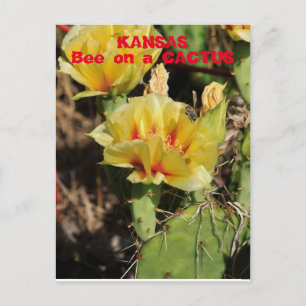 Kansas Cactus with a Bee Postkarte