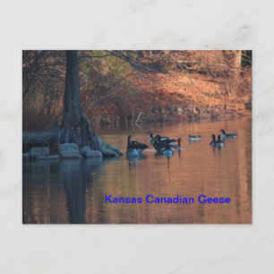 Kansas Canadian Gänse Postcard Postkarte