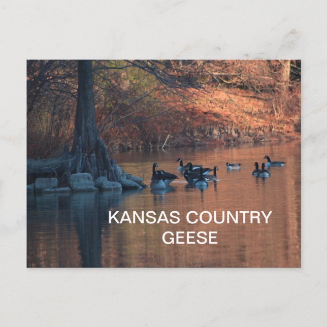 KANSAS COUNTRY GEESE Postcard Postkarte (Vorderseite)