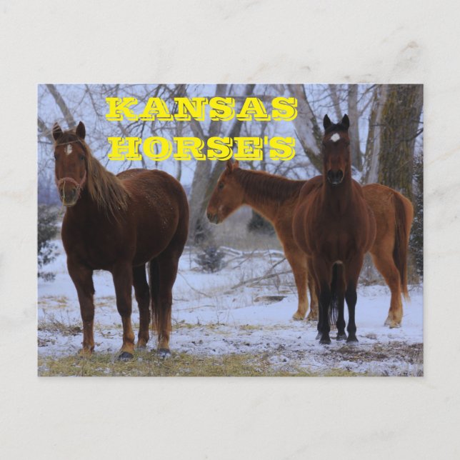 Kansas Country Horse's Post Card Postkarte (Vorderseite)
