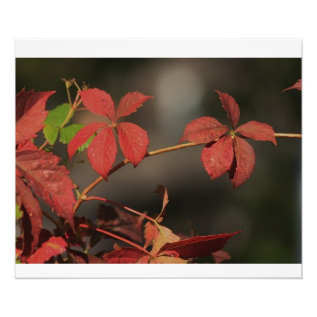 Kansas Country Red vine Fotodruck (Vorne)