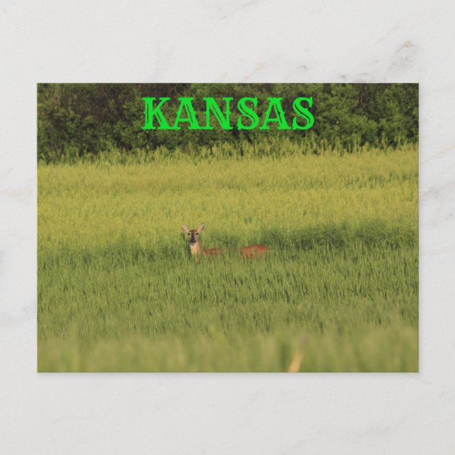 Kansas Deer in einer Weizenfeld-Postkarte. Postkarte (Vorderseite)