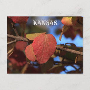 Kansas Fall Leave Postkarte