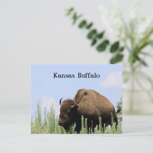 Kansas farbenfrohe Büffel Maxwell Wildlife Refuge Postkarte