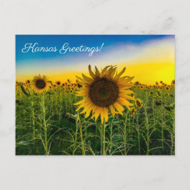 Kansas Greetings Sunflower Field Postkarte