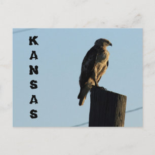 Kansas Hawk auf einem Pole geschlossen Post Card. Postkarte