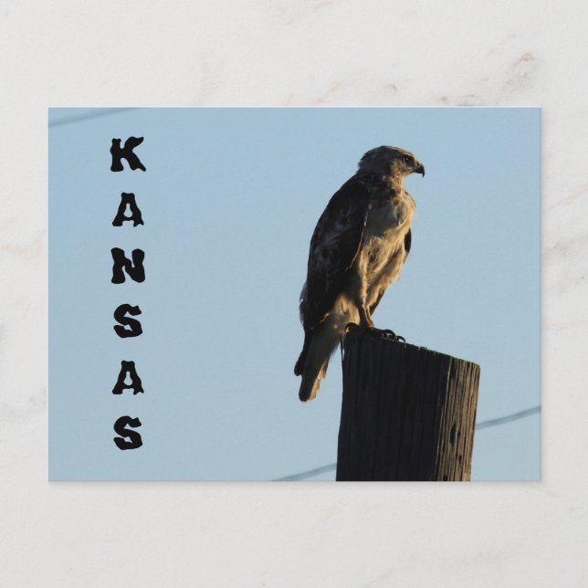 Kansas Hawk auf einem Pole geschlossen Post Card. Postkarte (Vorderseite)