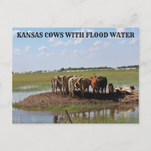 Kansas Kühe mit Hochwasser Postkarte