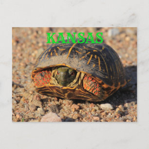 Kansas Male Box Muschel Schildkröte Postkarte