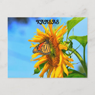 Kansas Monarch Butterfly auf einer Sonnenblume Postkarte