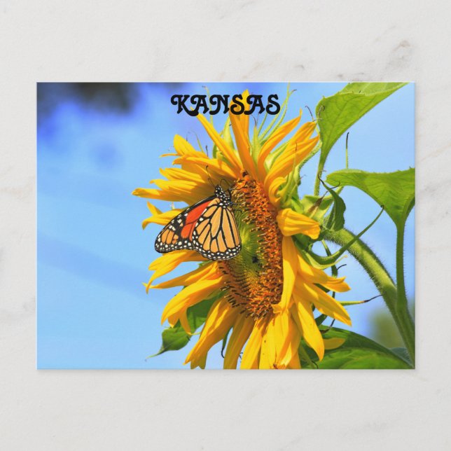 Kansas Monarch Butterfly auf einer Sonnenblume Postkarte (Vorderseite)