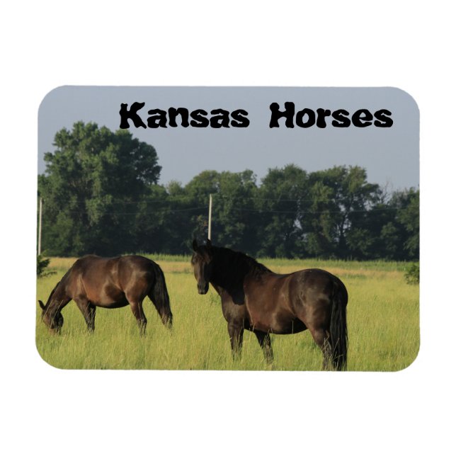 Kansas Pferde auf einer Weide Magnet (Horizontal)