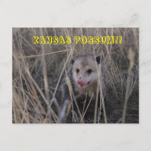 Kansas Possum Post Card. Postkarte