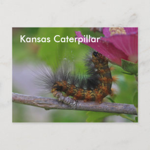 Kansas-Raupe schließt POST-KARTE ab Postkarte