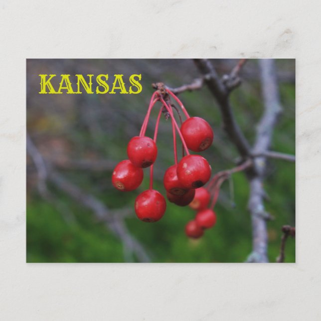 Kansas Red Berries schließen Postkarte (Vorderseite)