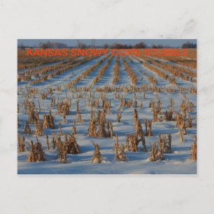 Kansas Snowy Mais Stubble POST CARD Postkarte