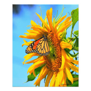 Kansas-Sonnenblume mit einem Monarch-Schmetterling Fotodruck