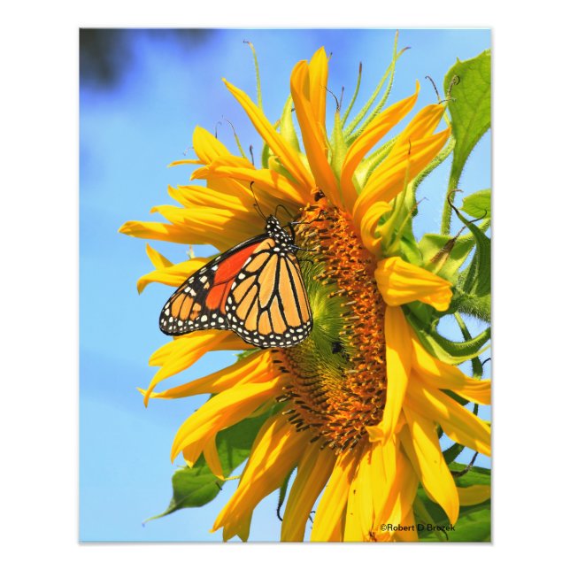 Kansas Sonnenblume mit einem Monarchschmetterling  Fotodruck (Vorne)