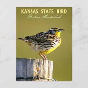 Kansas Staat Bird - Western Meadowlark Postkarte