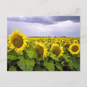 Kansas Staat Blume - Die Sonnenblume Postkarte