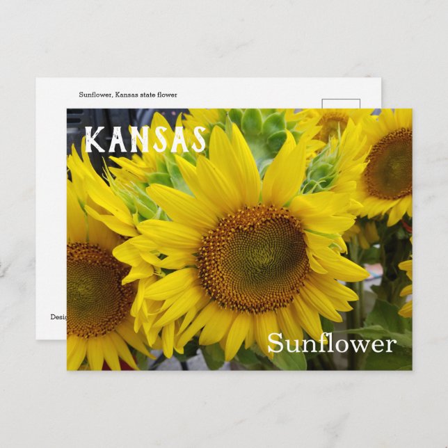 Kansas Staat Blume Sonnenblumen Postkarte (Vorne/Hinten)