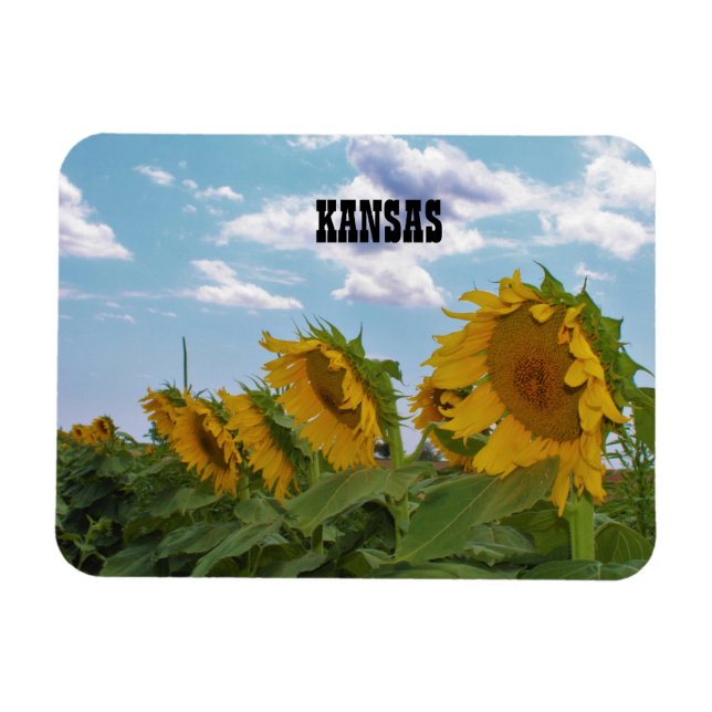 Kansas Sunblumen Magnet (Horizontal)
