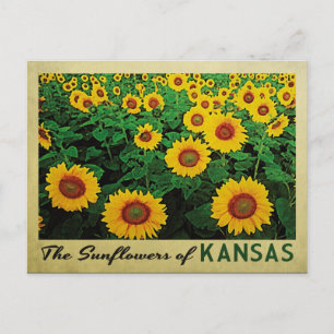 Kansas Sunblumen Postkarte