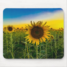 Kansas Sunflower Field